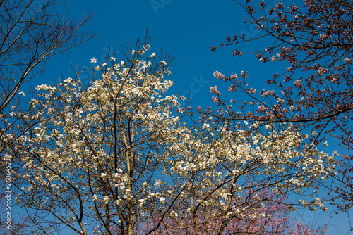 八面山の桜