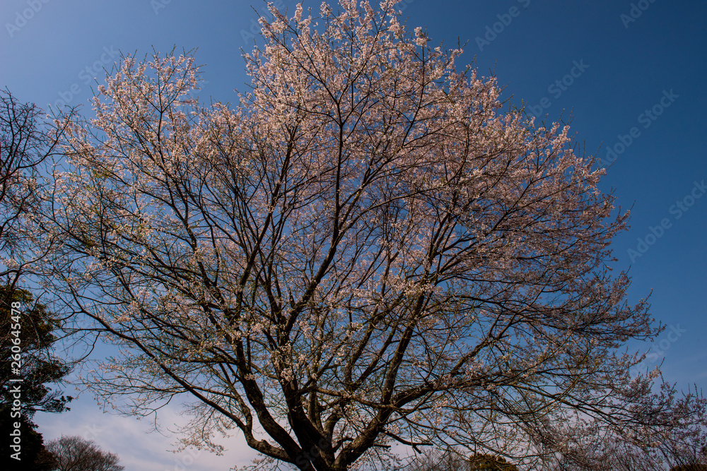 Fototapeta premium 八面山の桜