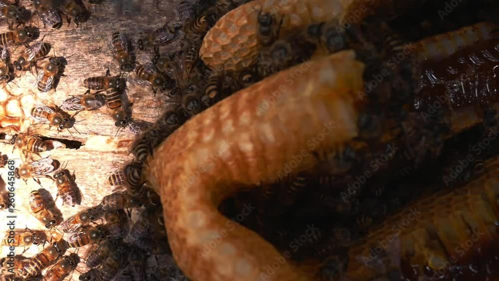 Close up of bees working on honeycomb with honey slices nectar into cells inside wooden beehive. Selective focus. Beekeeping concept. Close up of bees working on honeycomb with honey slices nectar into cells inside wooden beehive. Selective focus. Beekeeping concept.