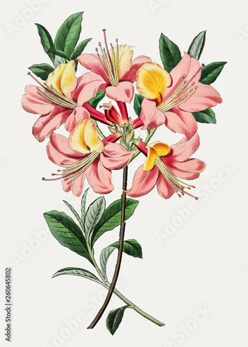 Pink azalea flower