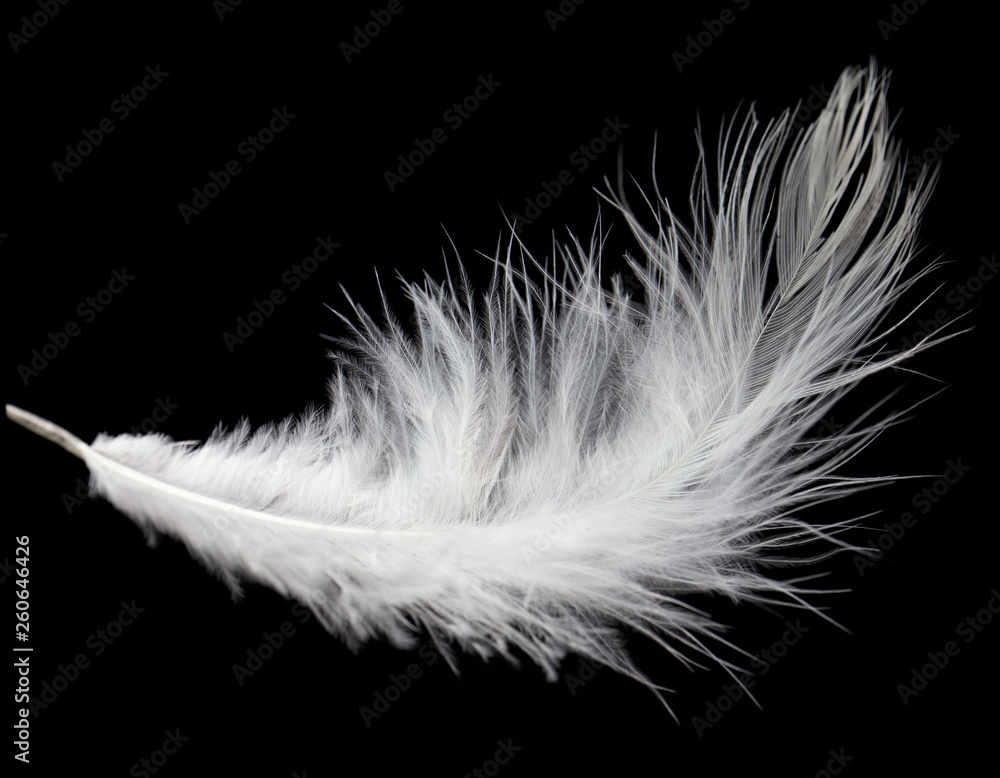 single white feather isolated on black background