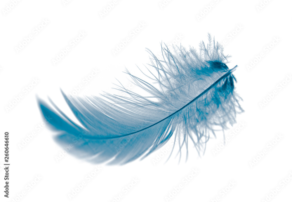 blue feather isolated on white background