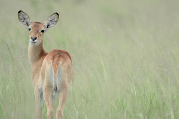 Wandcirkels Antilope Antilope tijdens safari in Afrika  © JoseAntonio