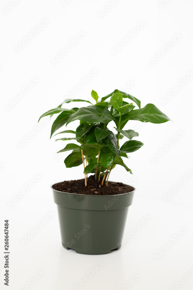 Coffee Tree Shrub Plant