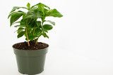 Coffee Tree Shrub Plant