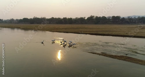 4K aerial zoom in view of a group of a small group of Saddlebilled storks feeding in the shallows of a waterhole at sunset,Zimbabwe photo