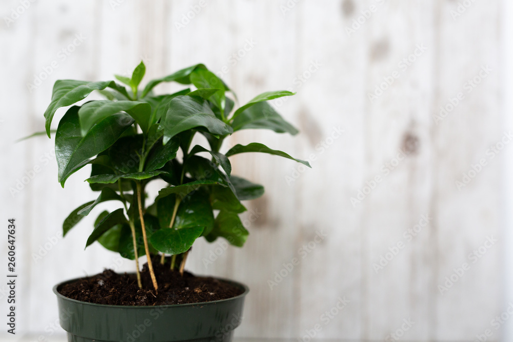 Fototapeta premium Coffee Tree Shrub Plant