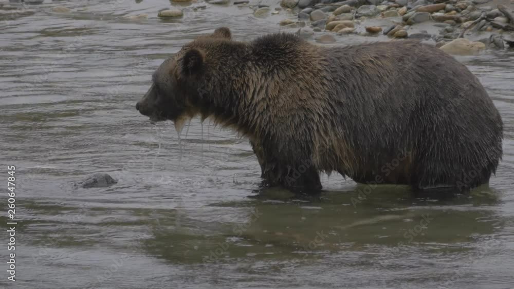 Close Up: Brown Grizzly Bear Eating Food And Drinking Out of River in Bella Coola, British Columbia Close Up: Brown Grizzly Bear Eating Food And Drinking Out of River in Bella Coola, British Columbia