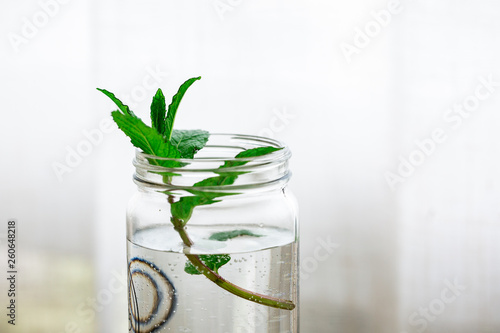 Wallpaper Mural Mint Leaf Sprig Torontodigital.ca