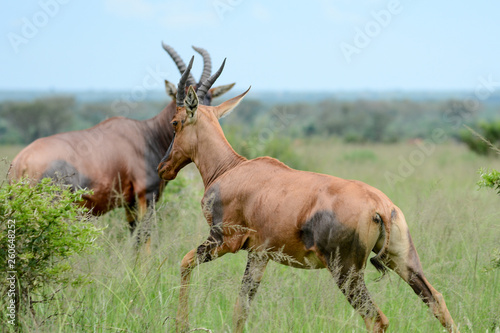 Antilope in Safari in Africa