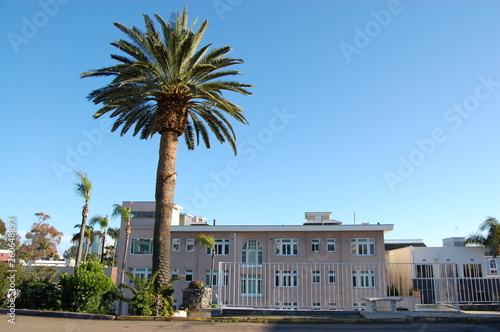 Pink Building and Palm Tree