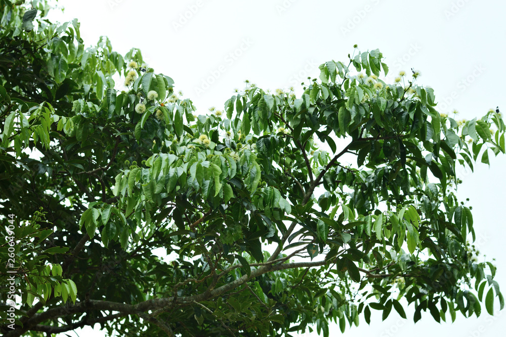 Obraz premium trees branches with little white flowers