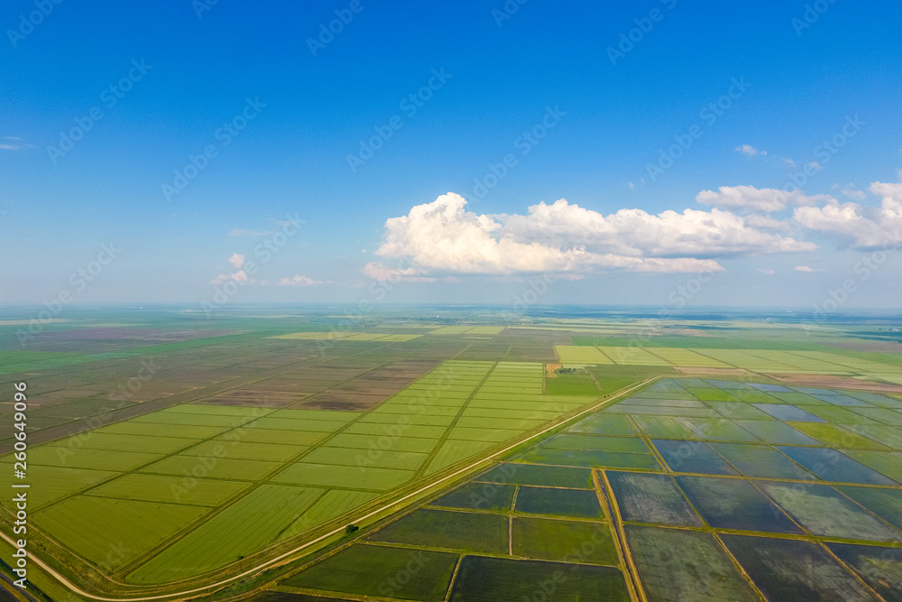 Fototapeta premium The rice fields are flooded with water. Flooded rice paddies. Agronomic methods of growing rice in the fields.