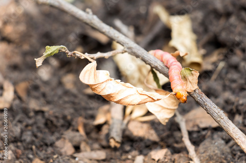 Red Zeuzera coffeae or moths stem borer destroy tree on woman hands's farmer which agriculture gardening. It is dangerous insect pests with plant disease of vegetables. photo