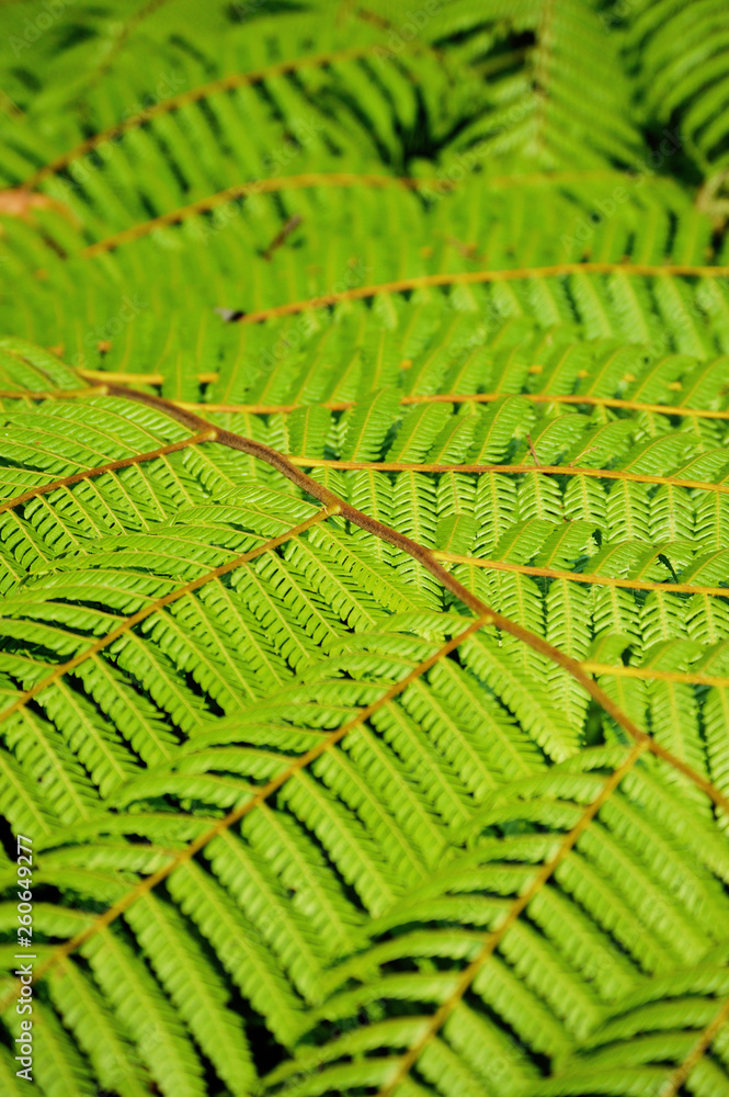 vertical texture of fern leaves in rainforest vertical texture of fern leaves in rainforest