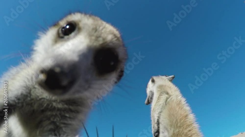 Low angle view of curious meerkats looking into the lens of the camera, Botswana