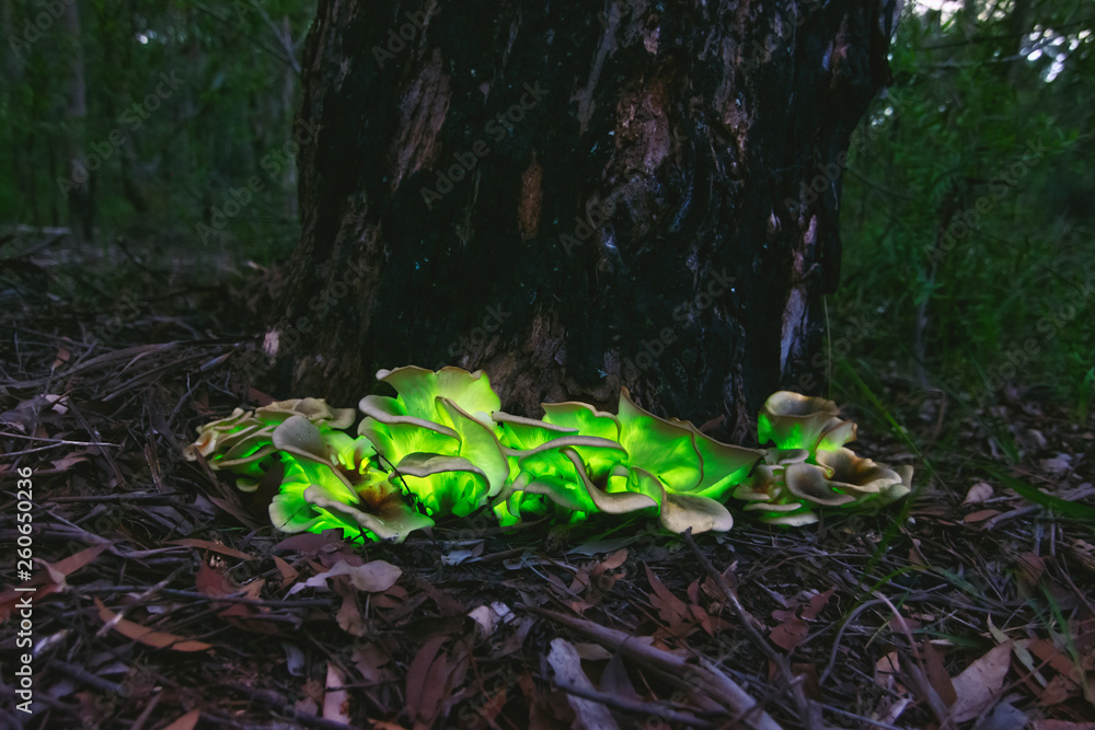 Εκτύπωση καμβά bioluminescent Ghost mushroom(Omphalotus nidiformis)South west Sydney Australia