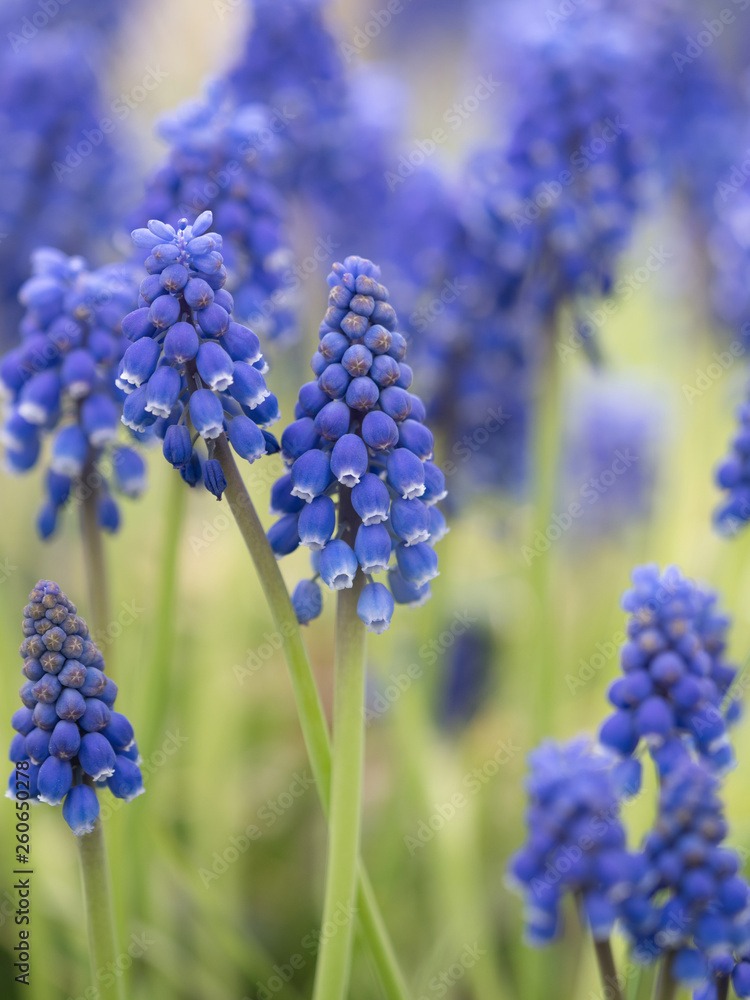 ムスカリの花 ムスカリの花