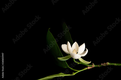 Fototapeta Naklejka Na Ścianę i Meble -  White magnolia flower and green leaf on isolated black background.