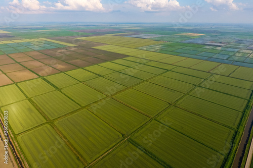 The rice fields are flooded with water. Flooded rice paddies. Agronomic methods of growing rice in the fields. photo