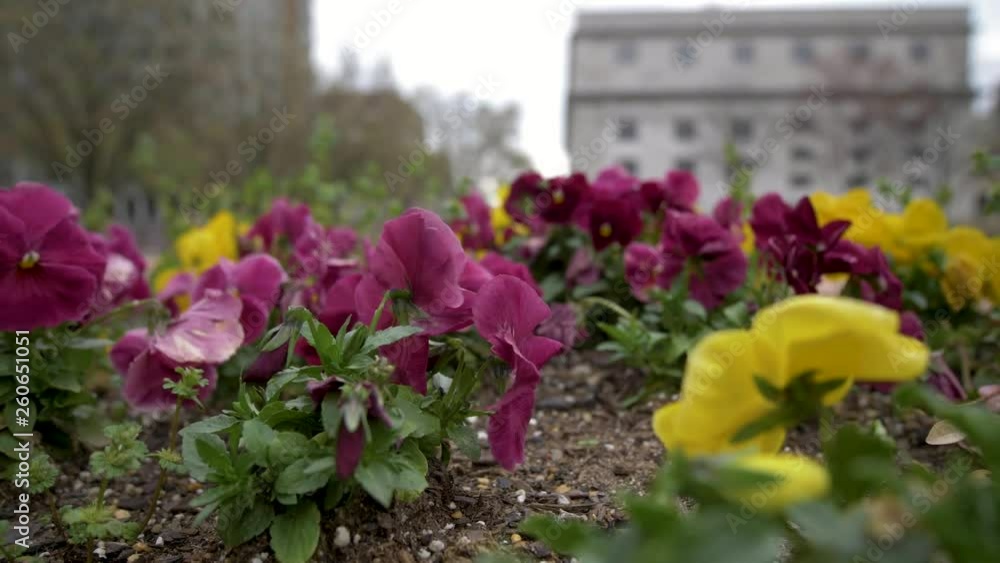Flowers blowing in the wind with cityscape in background. People walking down sidewalk behind flowers. Flowers blowing in the wind with cityscape in background. People walking down sidewalk behind flowers.