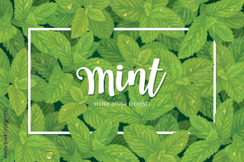 Branch of green mint leaves with dew drop on background template. Vector set of element for advertising, banner, packaging design of peppermint products.