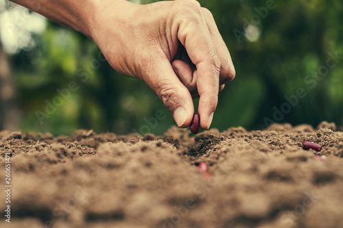 hand planting bean seed in the vegetable garden and light warm. agriculture concept