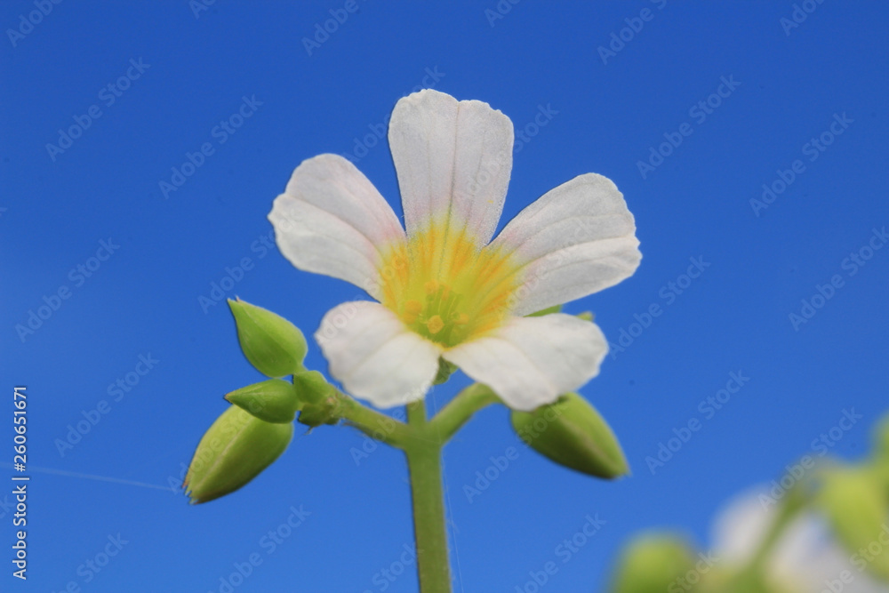 exotic Borneo Asian flowers and space text exotic Borneo Asian flowers and space text