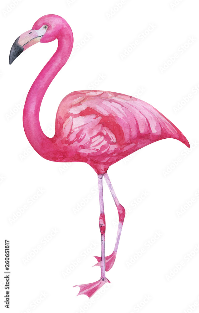 Fototapeta Watercolor hand painted pink flamingo. exotic bird standing on two legs. Tropical trandy bird with bright plumage isolated on white