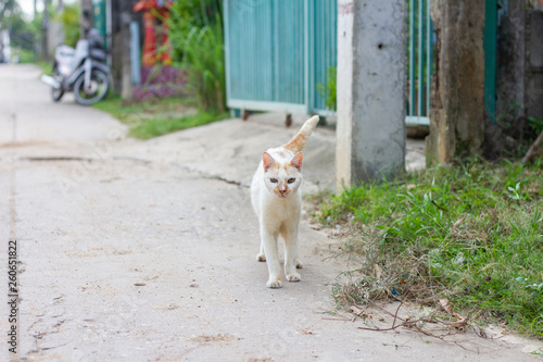 little kitty walking down the street © epovdima