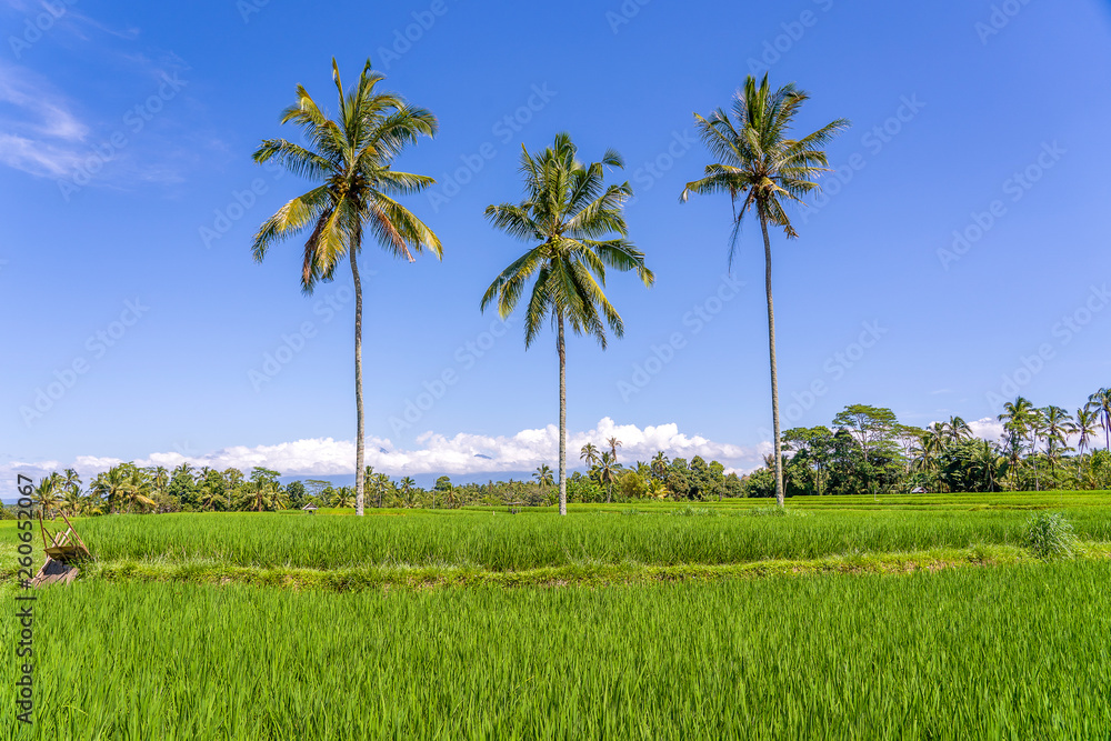 Three coconut palm trees on green rice terraces near Ubud in island Bali, Indonesia Three coconut palm trees on green rice terraces near Ubud in island Bali, Indonesia