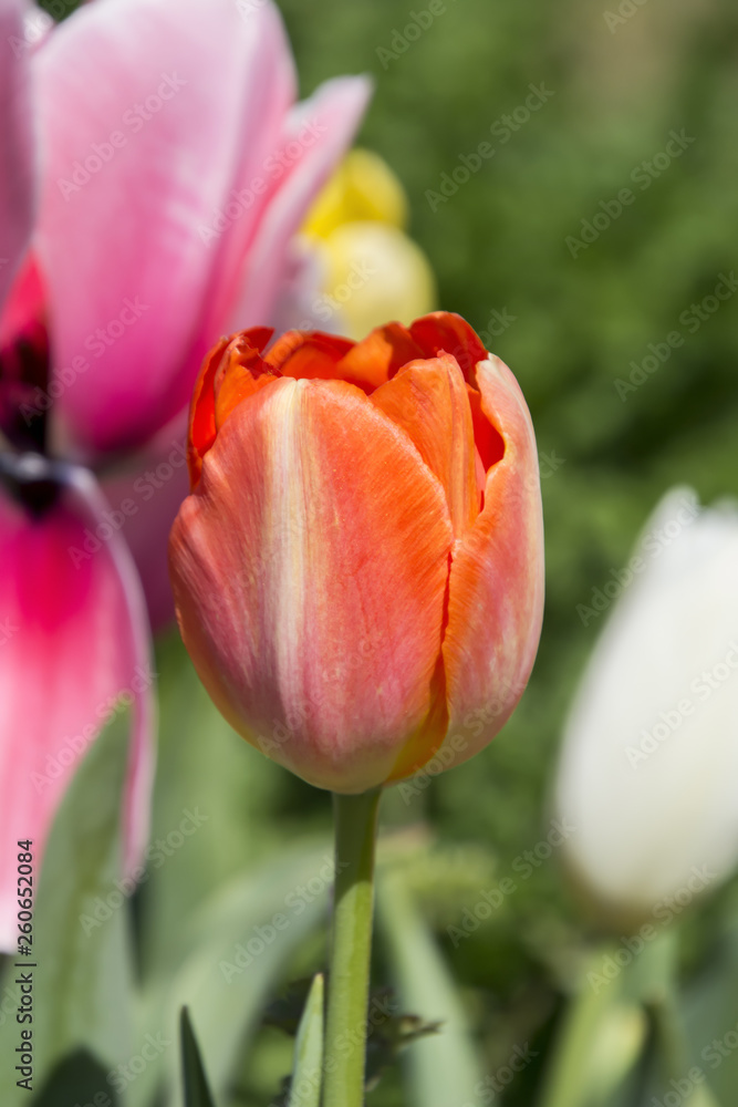 Fototapeta premium Tulips of the flower bed
