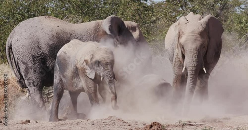 4K close-up view of a small group of elephants having a dust bath on the edge of a waterhole, Etosha National Park, Namibia