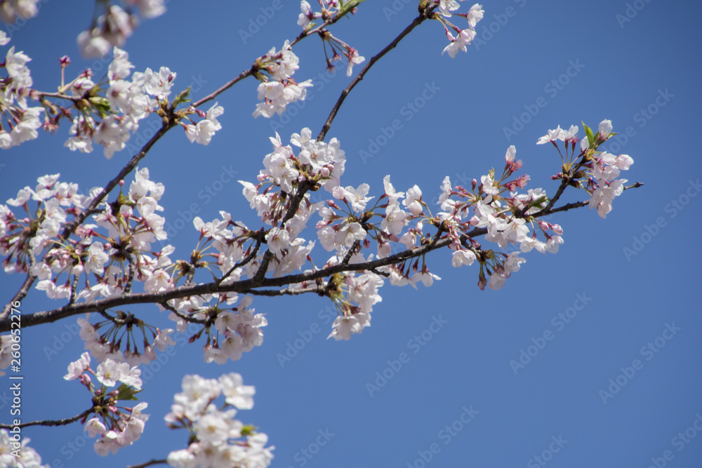 Cherry Blossoms; Sakura