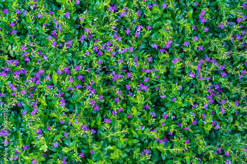 Beautiful purple flowers and green leaves in a tropical garden, closeup . Island Bali, Indonesia