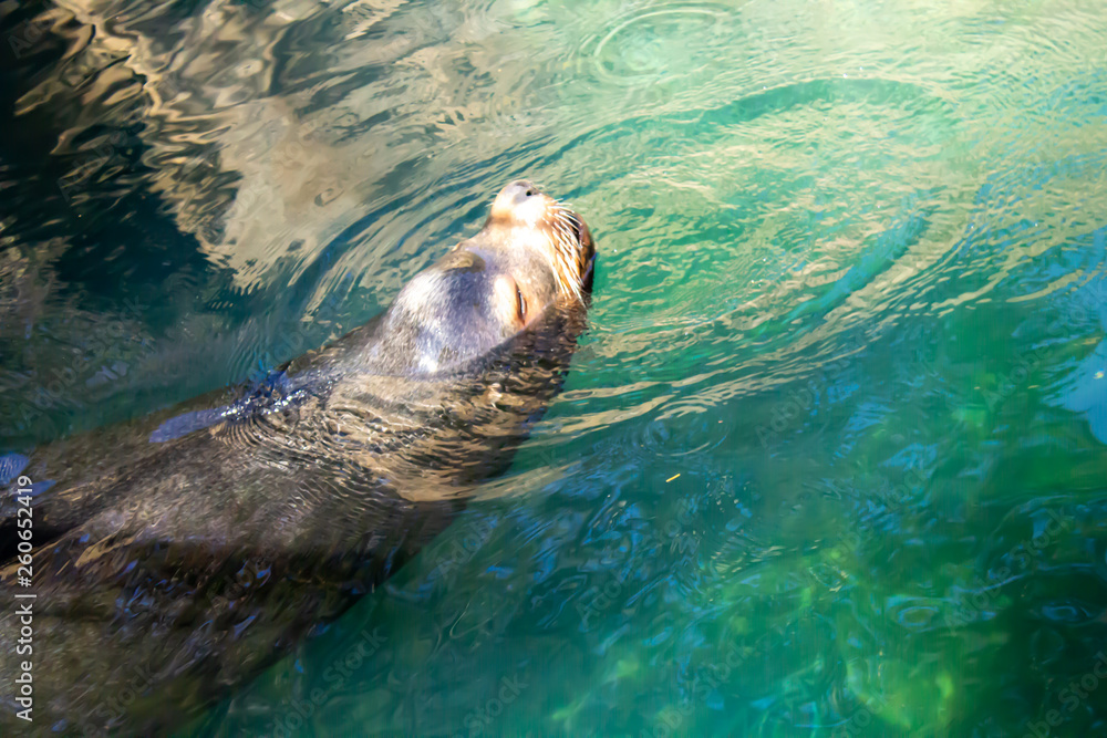 Fototapeta premium California sea lion take a breath above the water