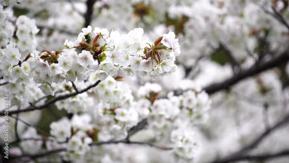 beautiful Sakura, Cherry Blossom flower in spring season beautiful Sakura, Cherry Blossom flower in spring season