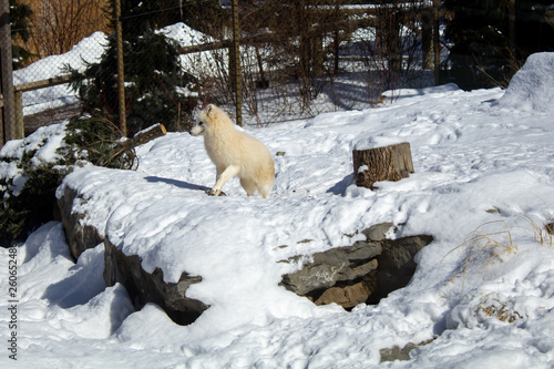 arctic fox standing on the snow in buffalo zoo