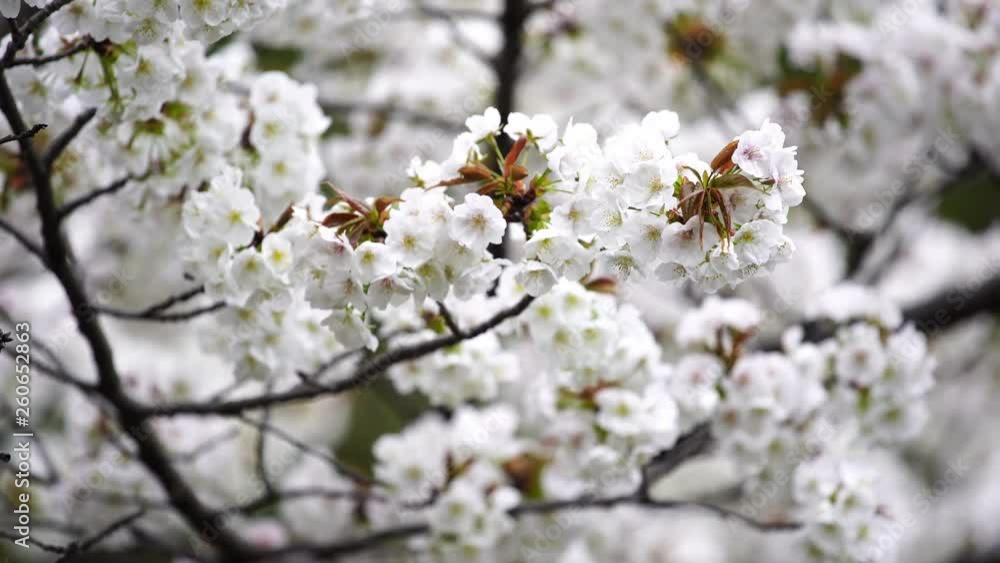 beautiful Sakura, Cherry Blossom flower in spring season beautiful Sakura, Cherry Blossom flower in spring season