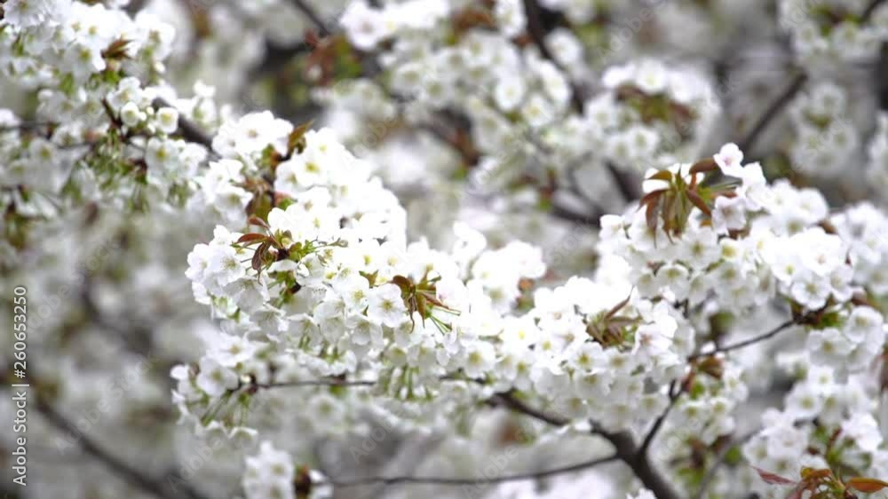 beautiful Sakura, Cherry Blossom flower in spring season beautiful Sakura, Cherry Blossom flower in spring season