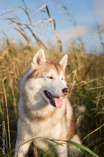 Cute siberian husky dog with brown eyes sitting in the field near the sea at golden sunset