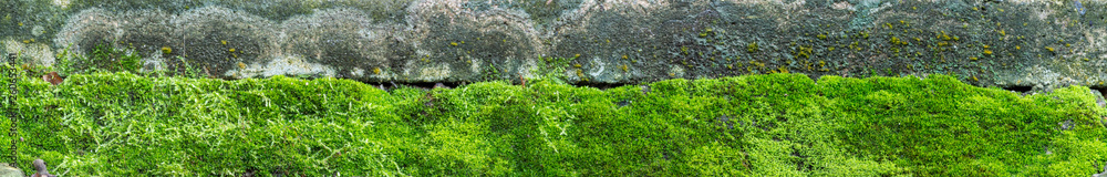 close up of moss on paving - panorama
