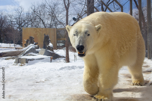 polar bear in buffalo zoo