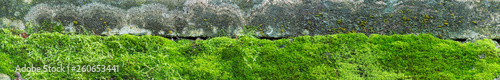 close up of moss on paving - panorama © derren