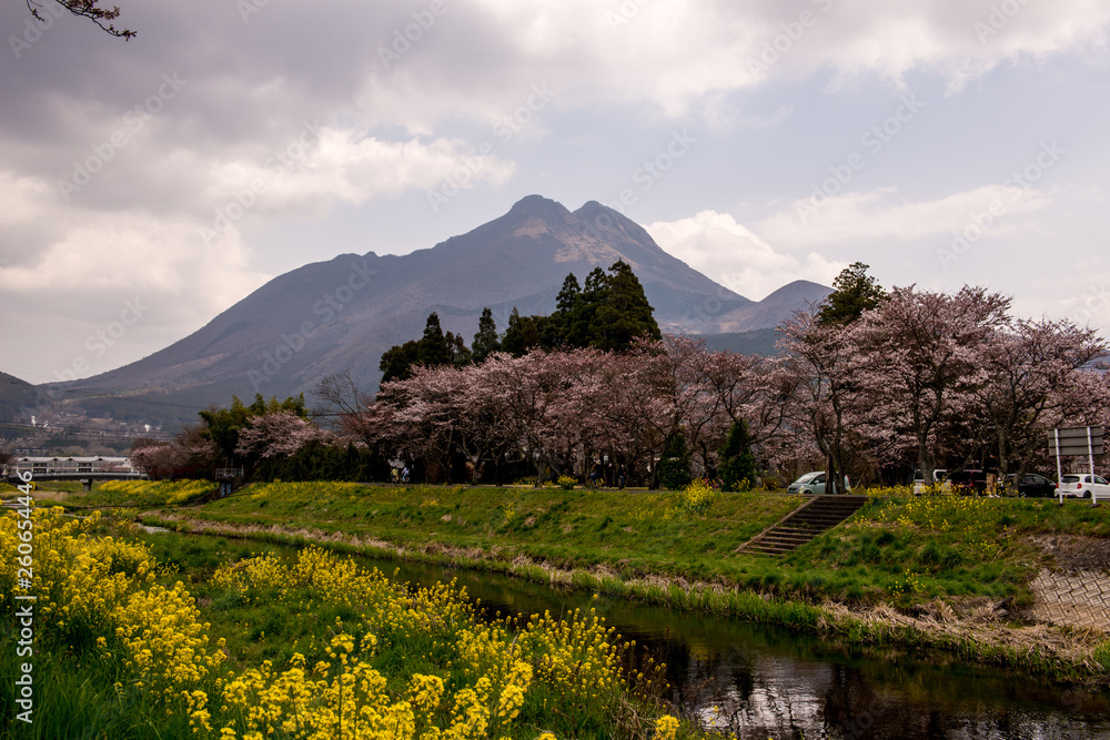 Fototapeta premium 由布院の桜と菜の花
