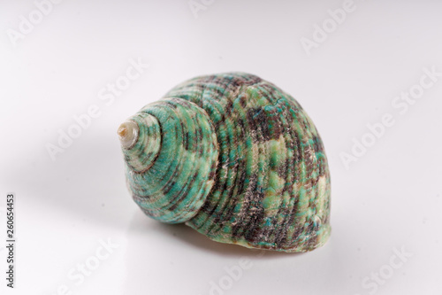 Isolated Green Sea Snail Housing