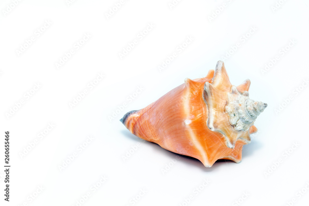 Sea ​​shell in high resolution with white background