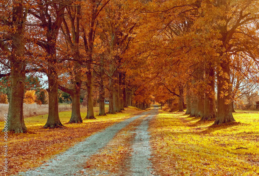 Obraz premium Jesień Back Road