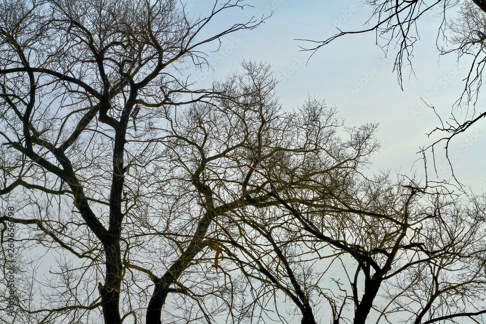 Winter forest trees branches in winter and the sky Winter forest trees branches in winter and the sky