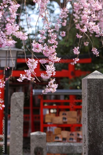 神社の美しい桜